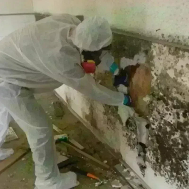 Mold Remediation and Removal in Antelope, CA